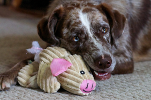 HappyMax - Blog - FavToy2