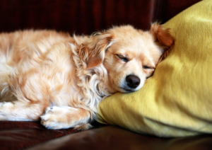 HappyMax-Blog-Sleep1
