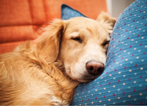 HappyMax-Blog-Sleep3